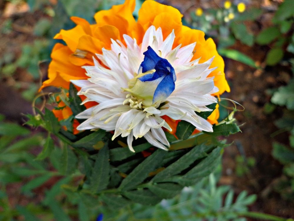 INDIAN FLAG