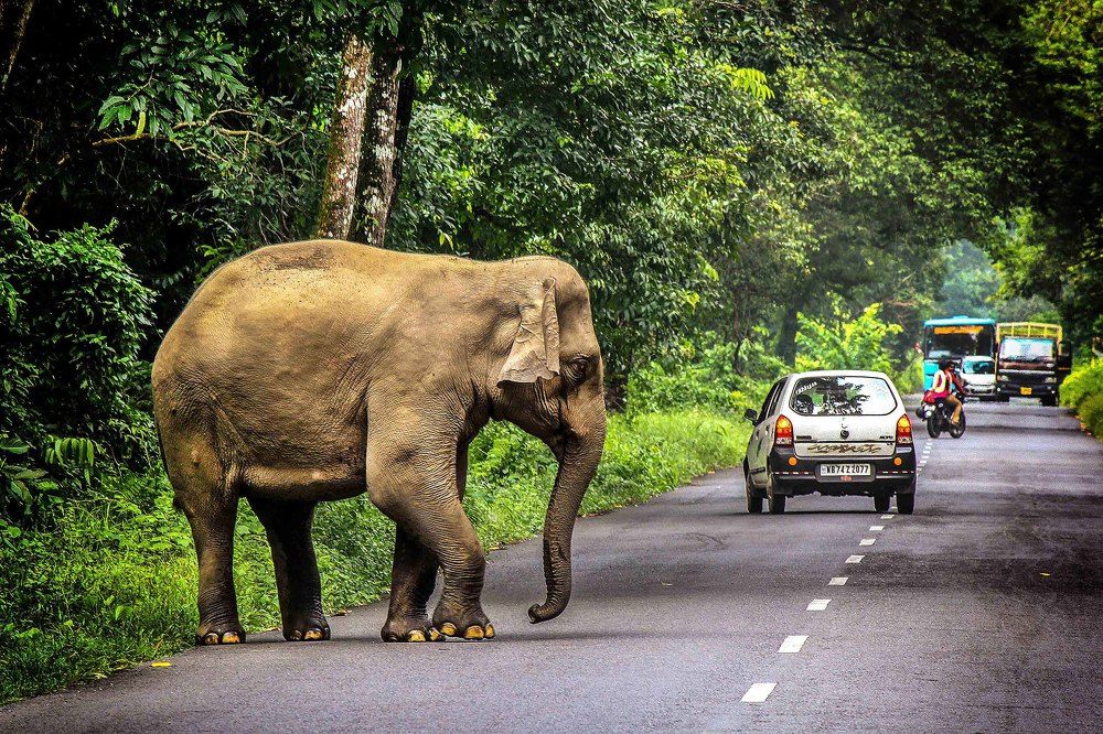 Disturbing the Wildlife