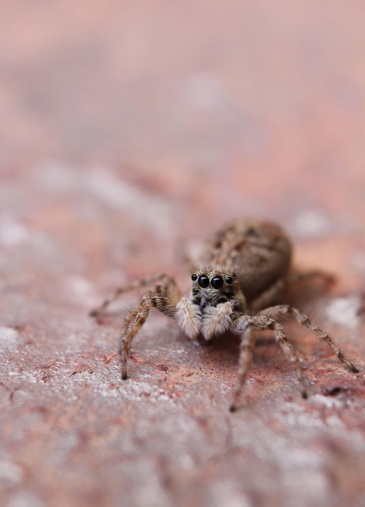 Saltidae spider