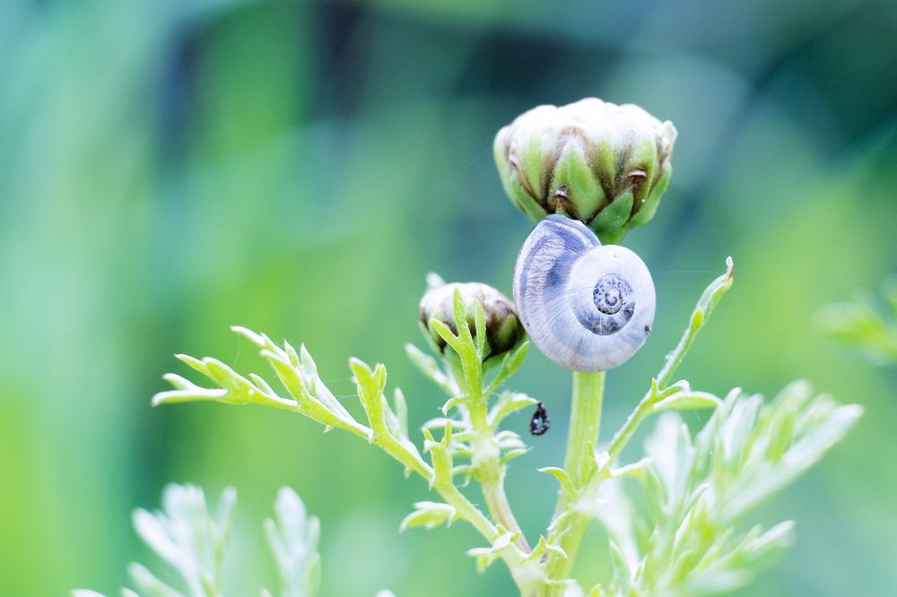 Cochlea