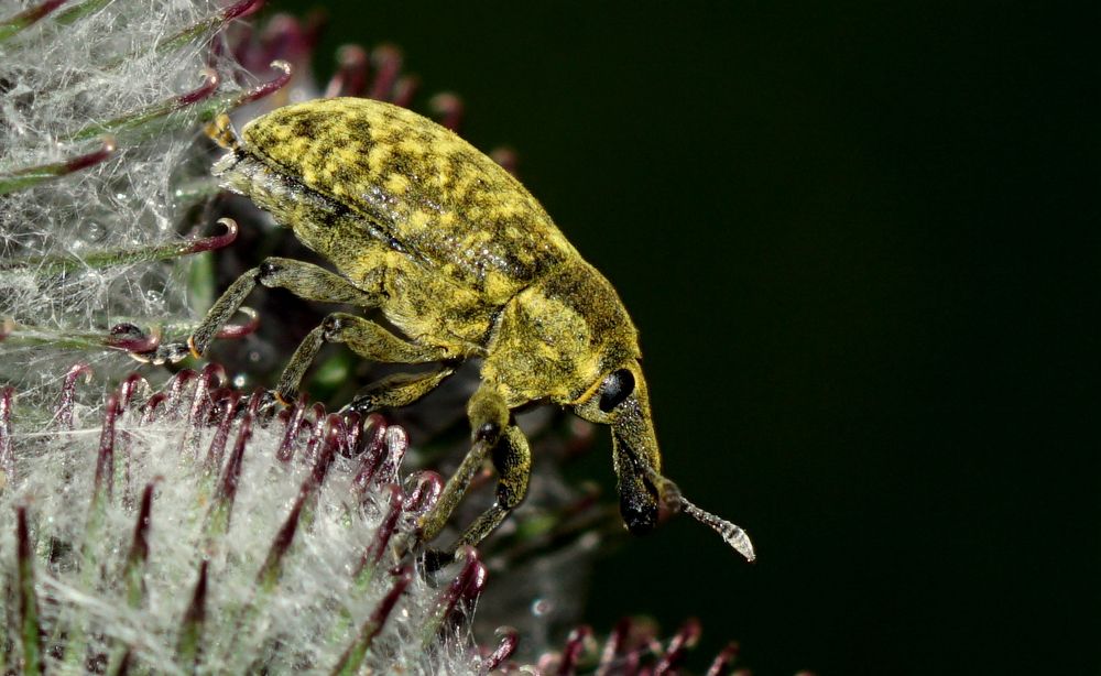 Долгоносик.