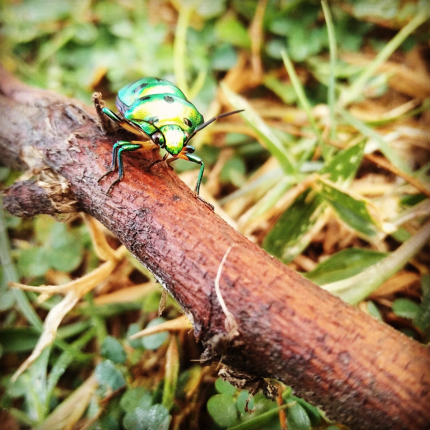 Little Beauty