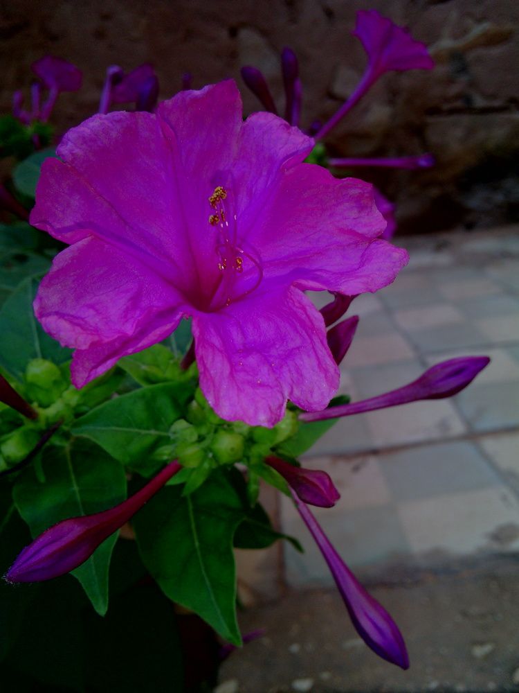 Flower