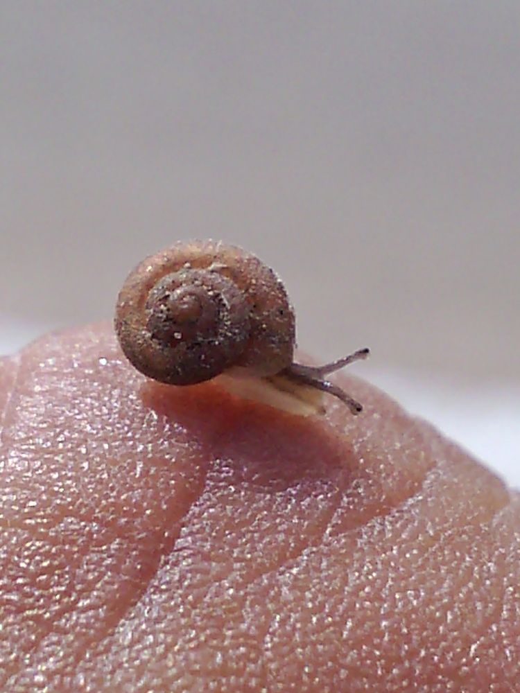 SNAIL