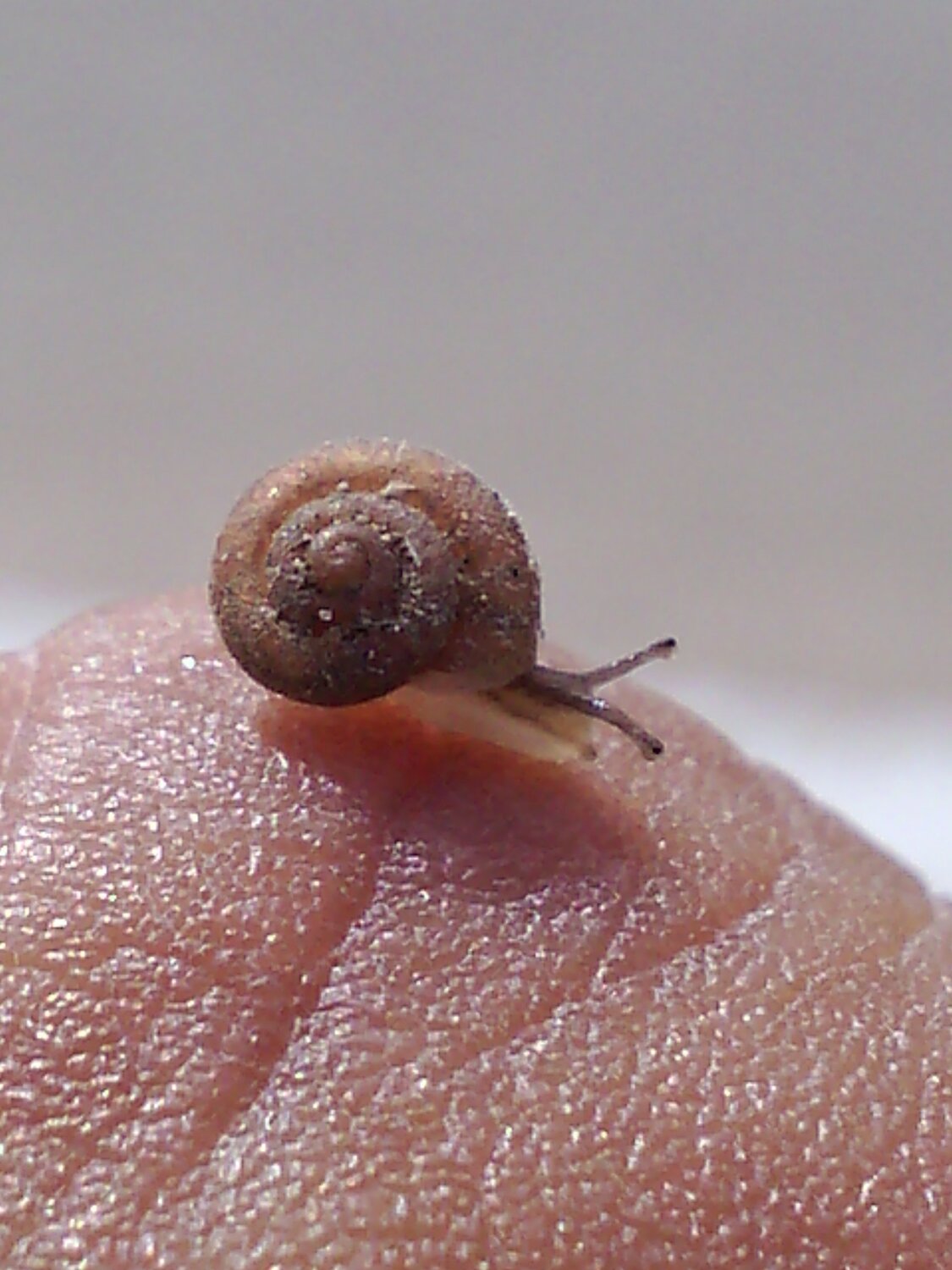 SNAIL
