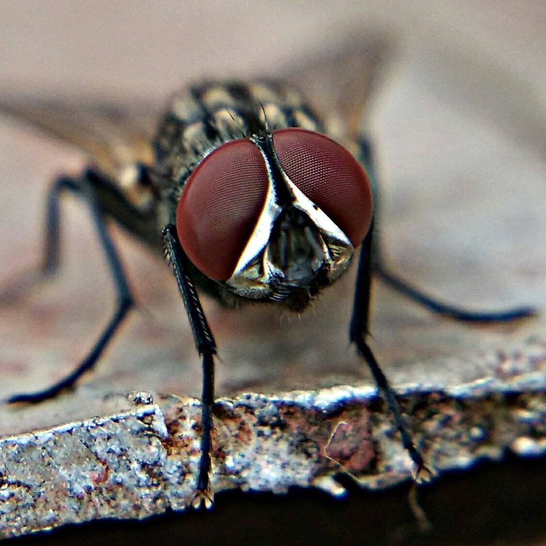 Eyes