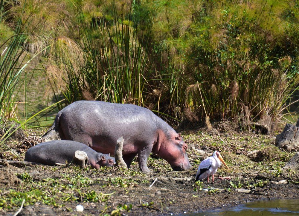 Песенка бегемотёнка