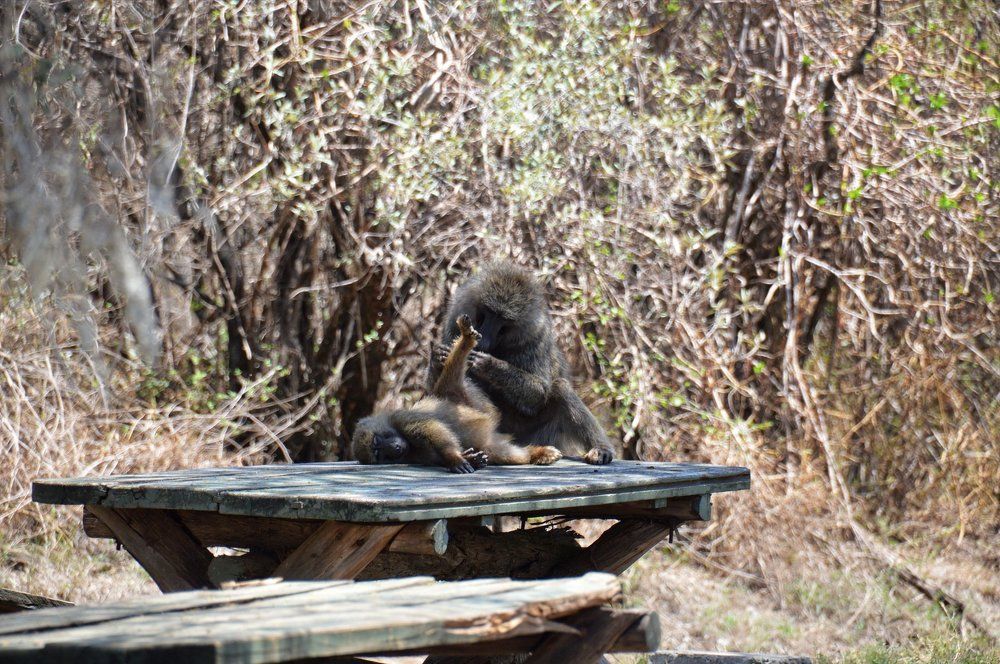 Куем, куем ножку, поедем мы в дорожку...