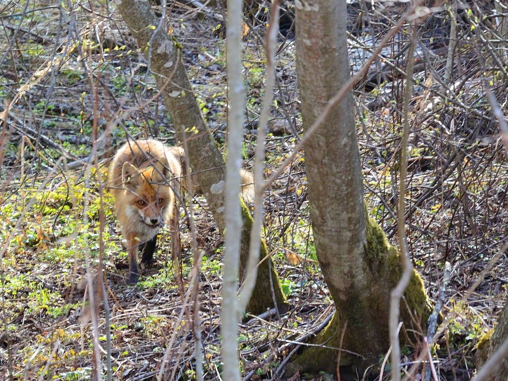 Случайная встреча
