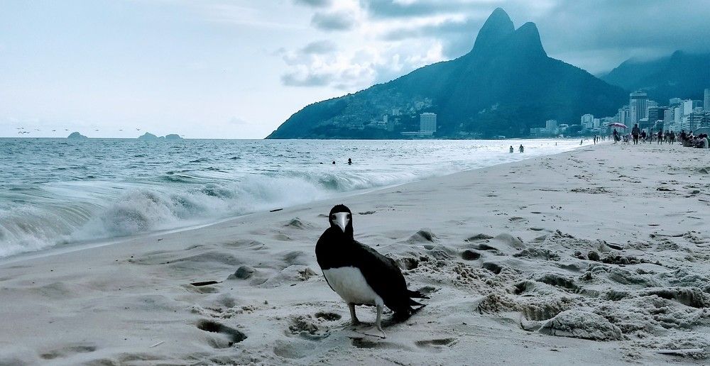 Amigos de playa
