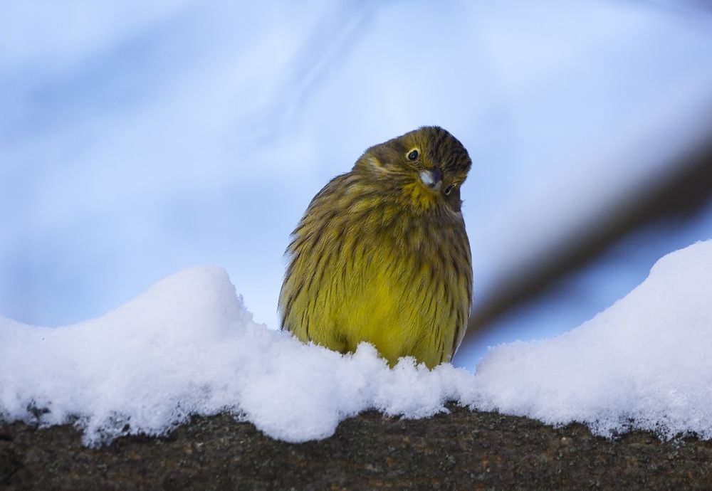 А семки принес?
