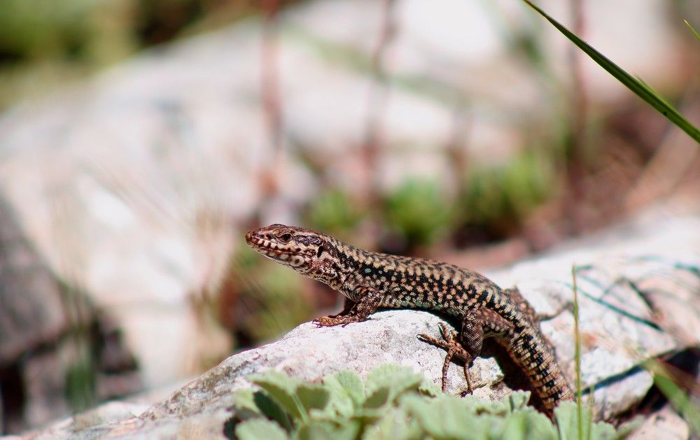 EUROPEAN LIZARD