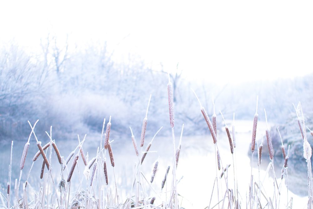 Morning frost over the river plants