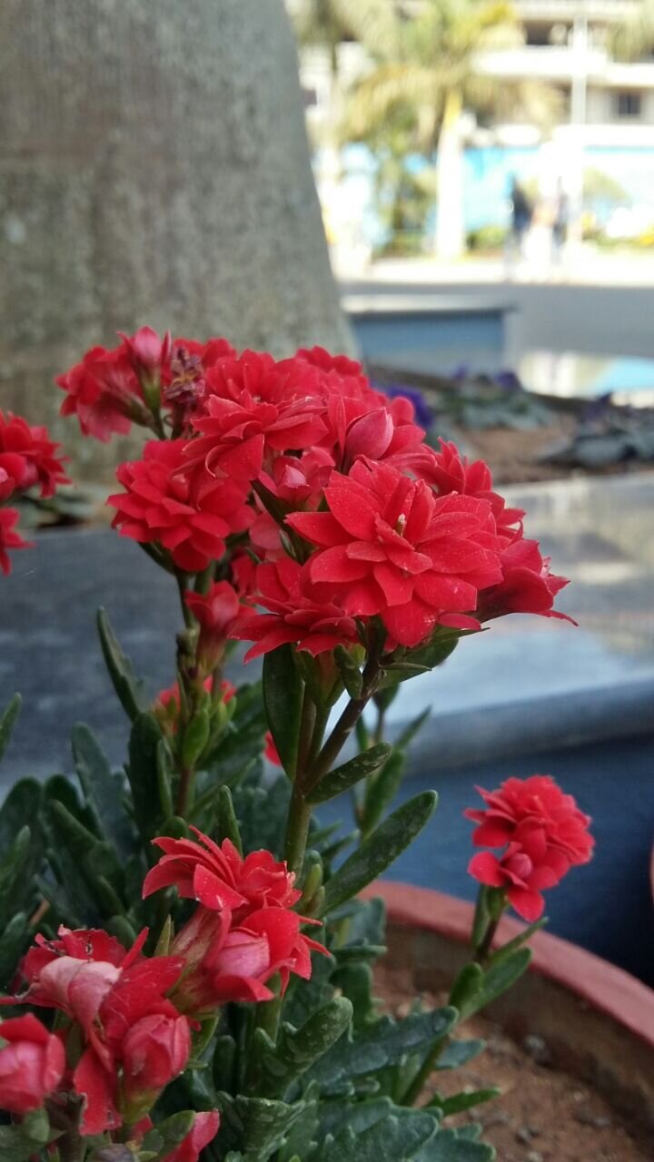 Natural