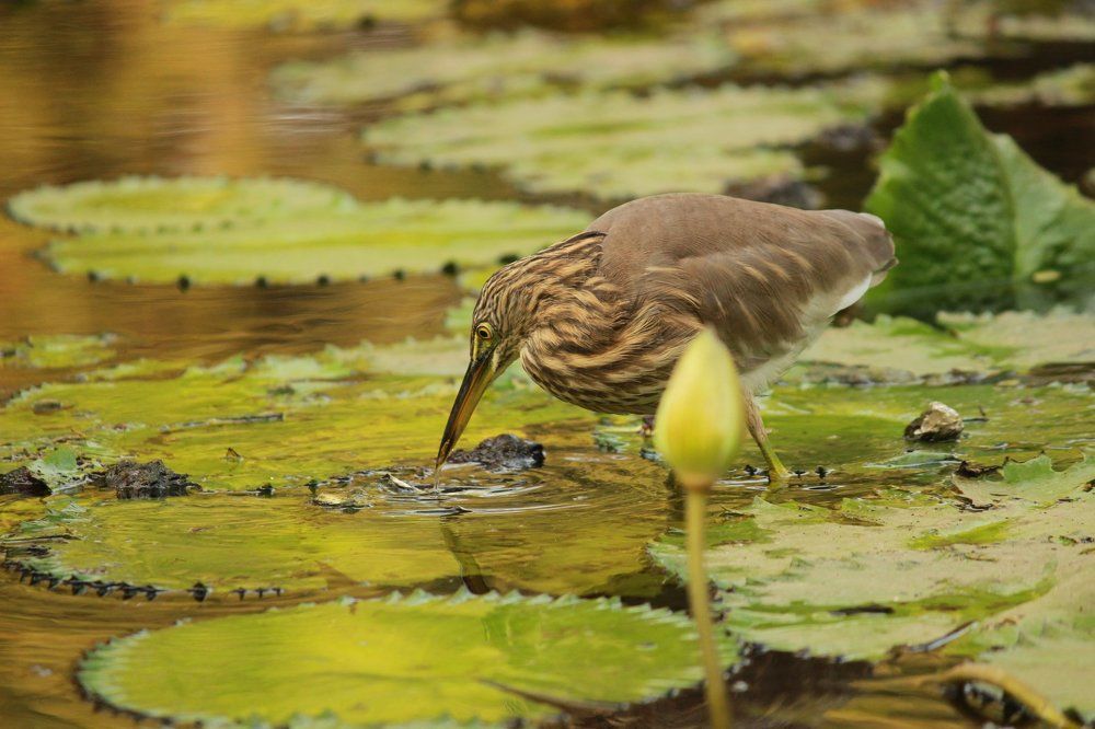 Bird drinking water