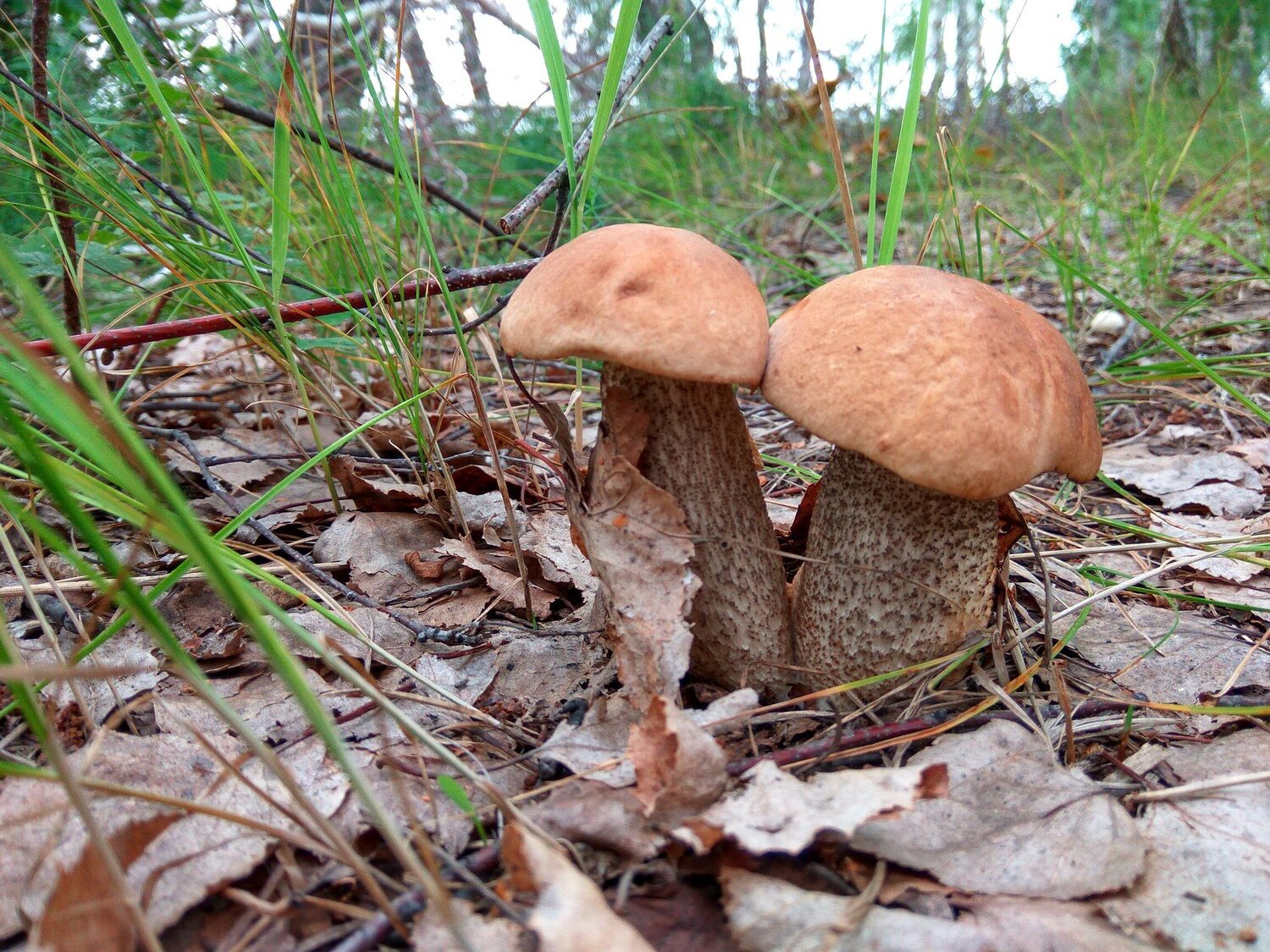 Photo #2262883