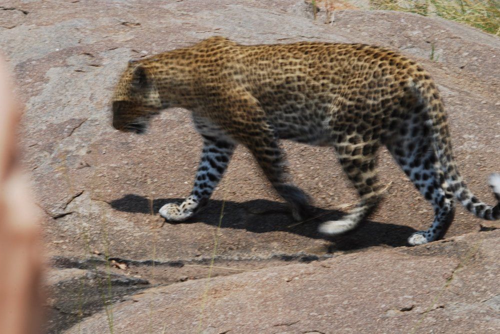 Leopard walking