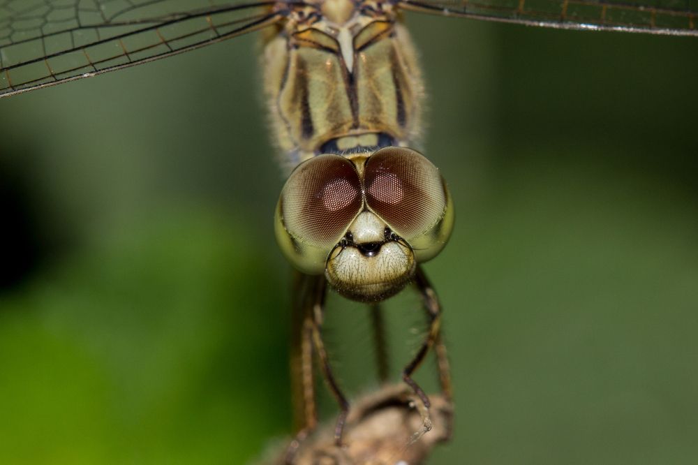 Macro of a Dragonfly.