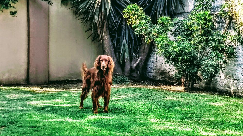 Cachorro