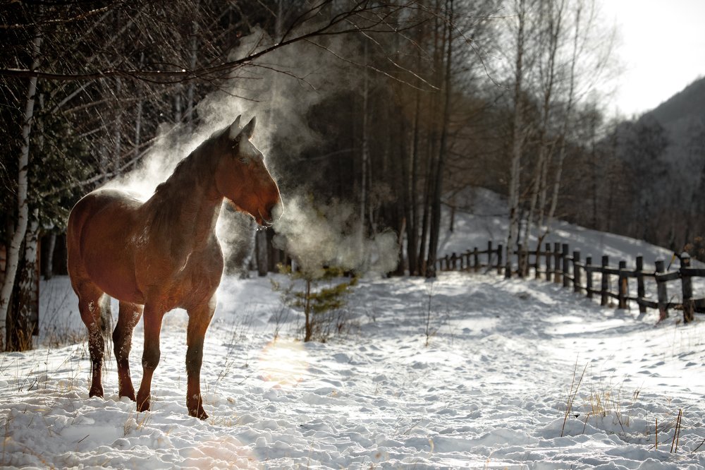 горячий жеребец