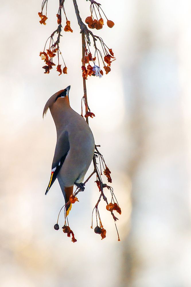 Прилетели свиристели, что-то ели и свистели...