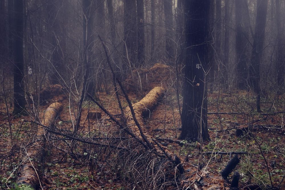 Дремучий лес.