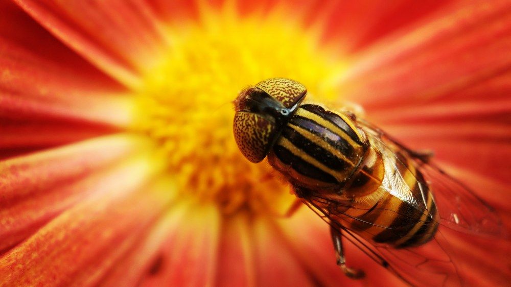 HoneyBee want to eat honey