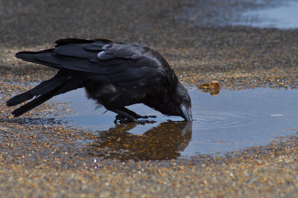 Photograph by Žanas Kalvaitis