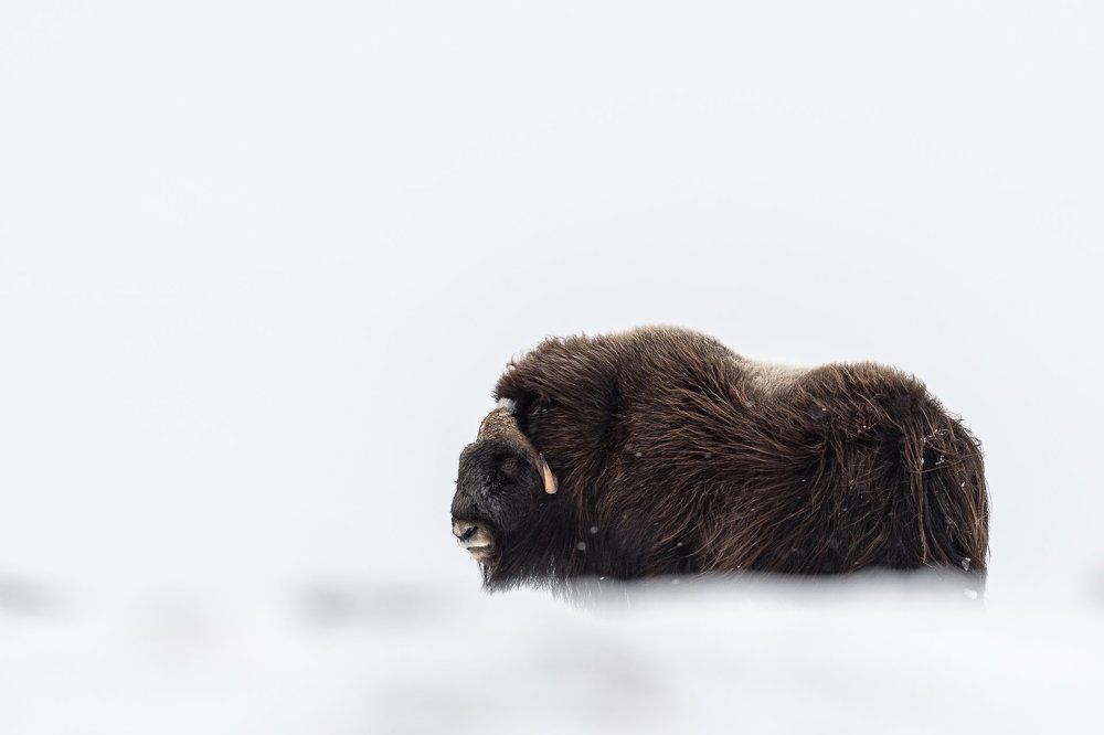 Emerging from nowhere