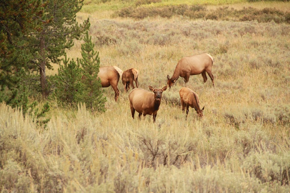 Wild Life in Yellowstone