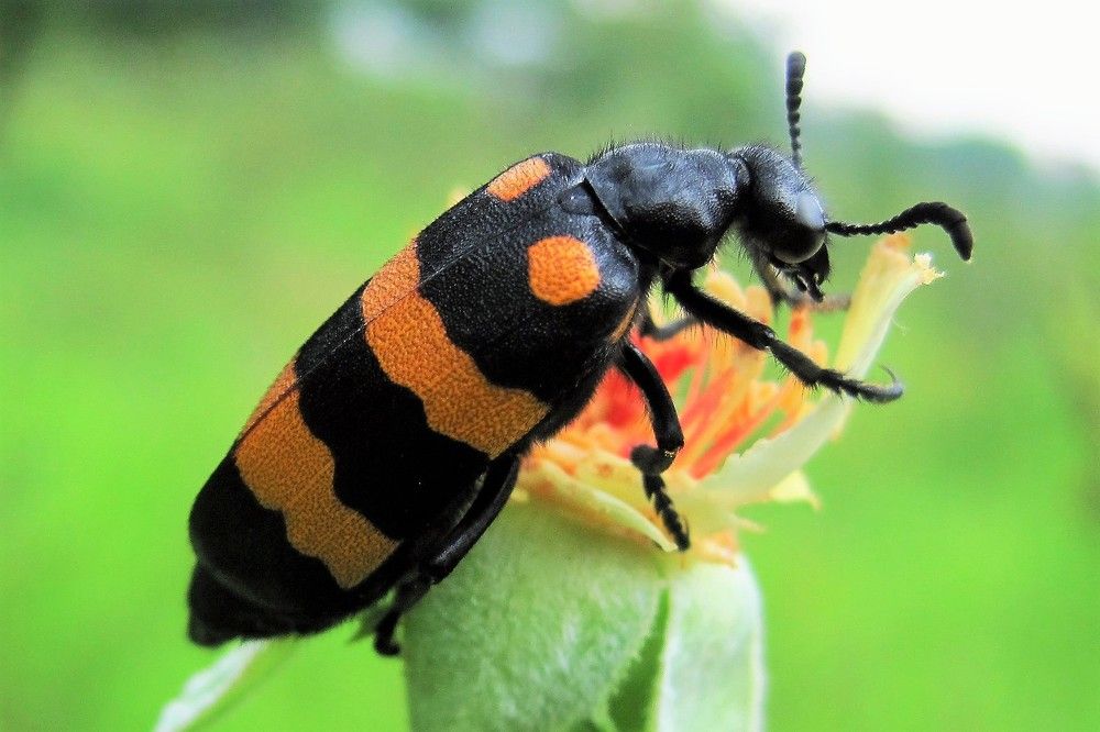 Blister beetles