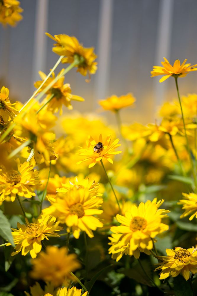 Пчелиный рай