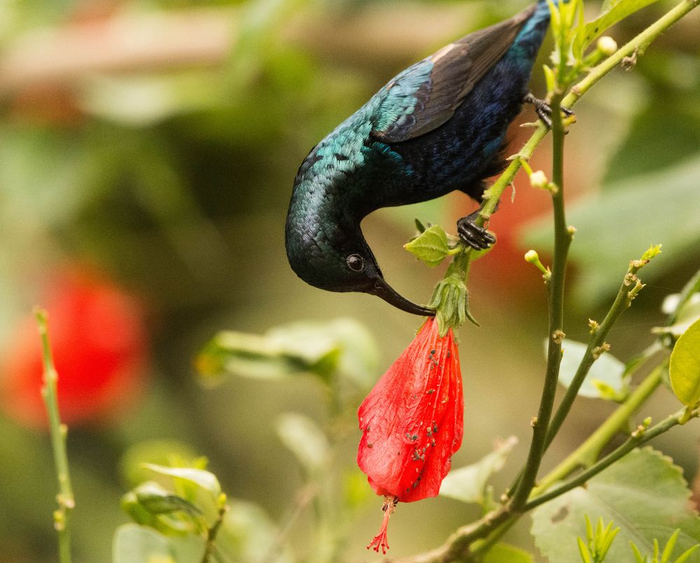 Purple Sunbird