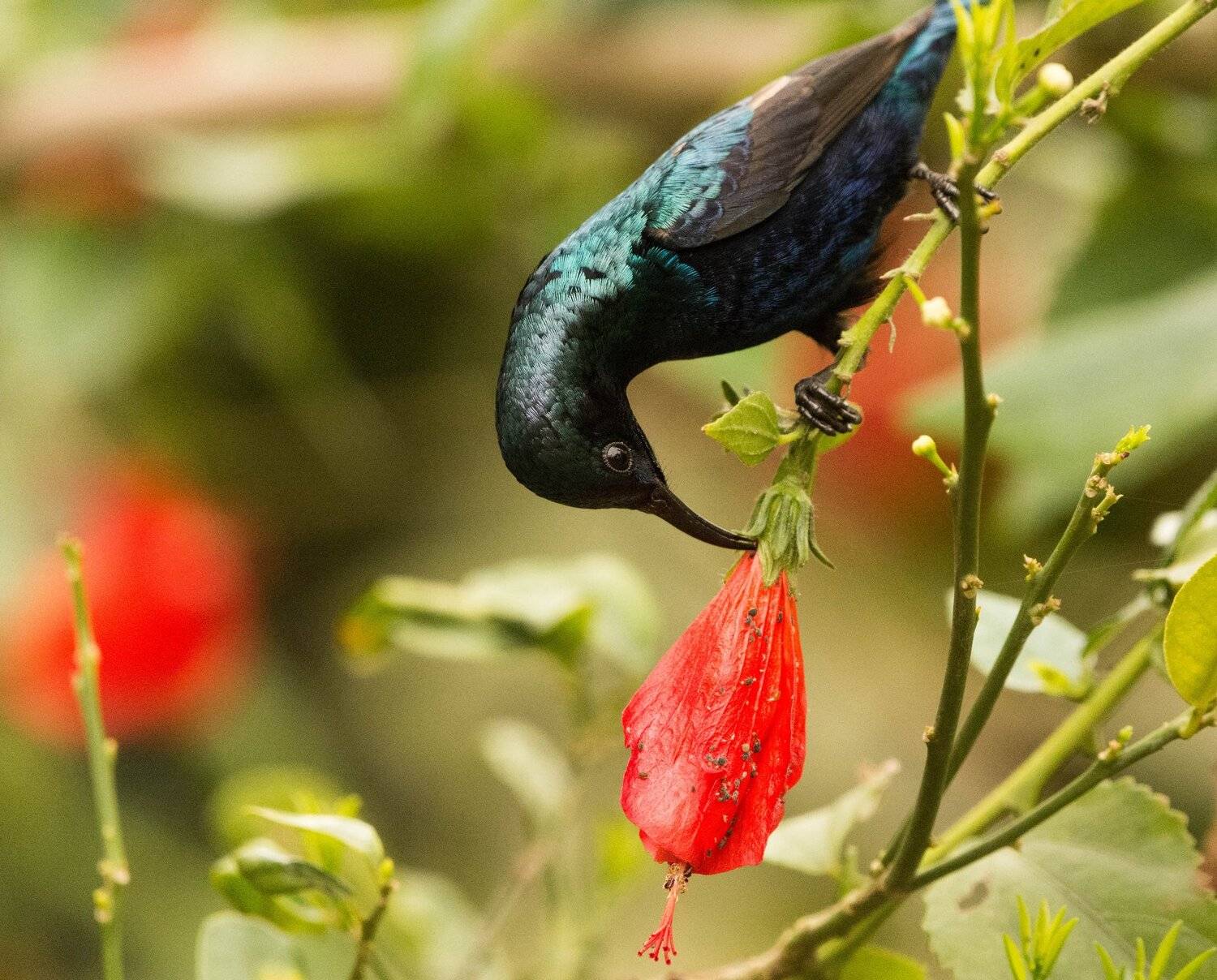 Purple Sunbird