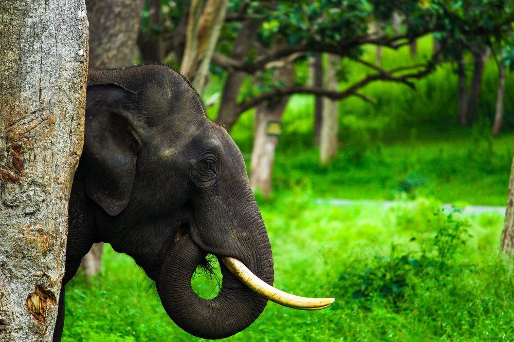 tusker (asiatic elephant)
