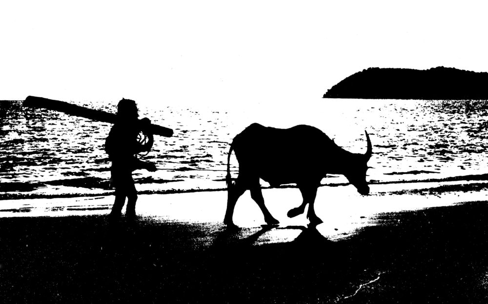 Man & Buffalo