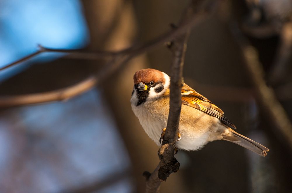 Зрительный контакт