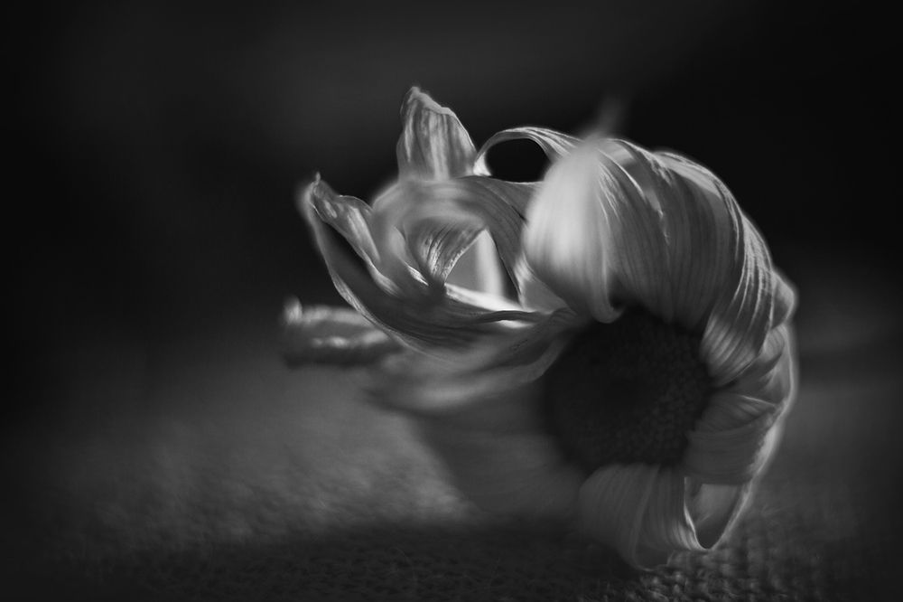 Photograph by Анна Кудрявцева