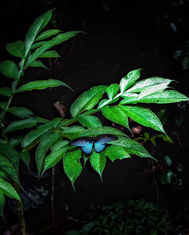 Butterfly