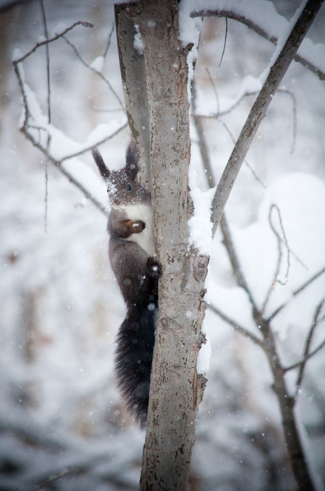 Неожиданная встреча