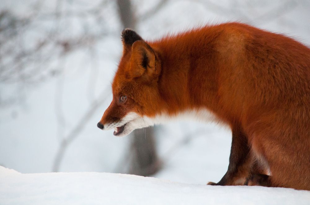 Хитрый лис Камчатки