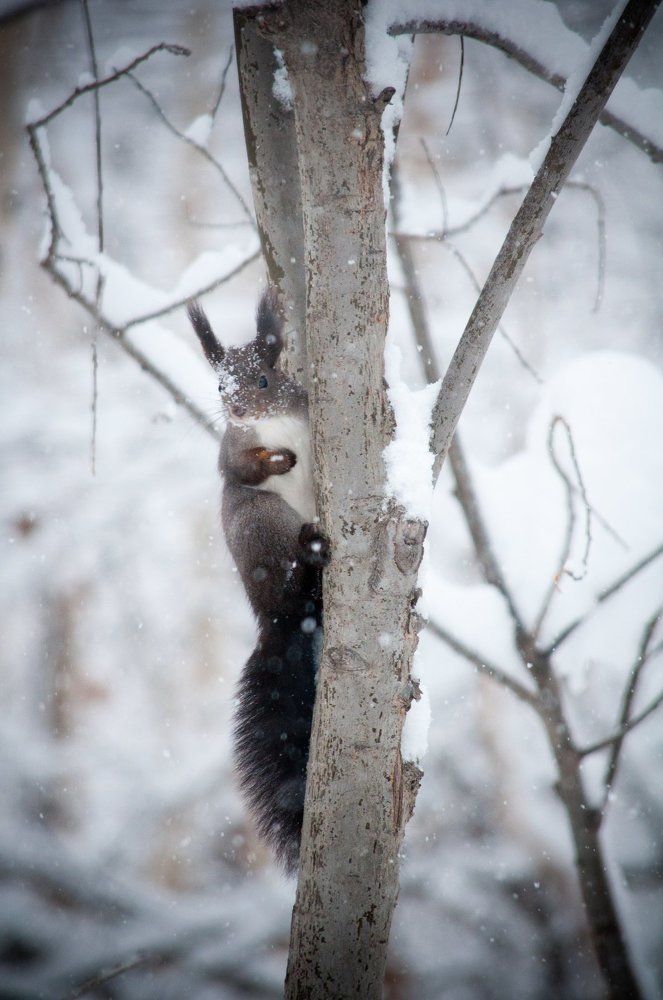 Камчатская красавица