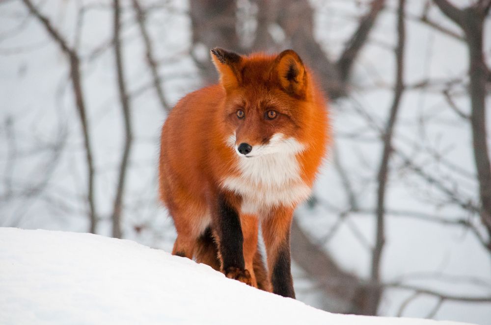 Лис Камчатский