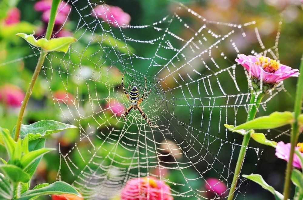 Утро после дождя