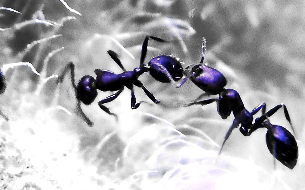 Bug's life