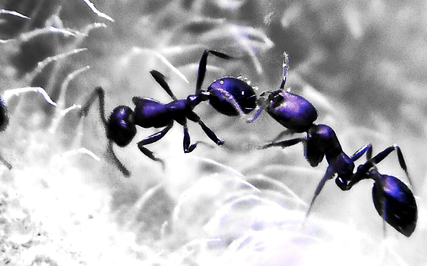 Bug's life