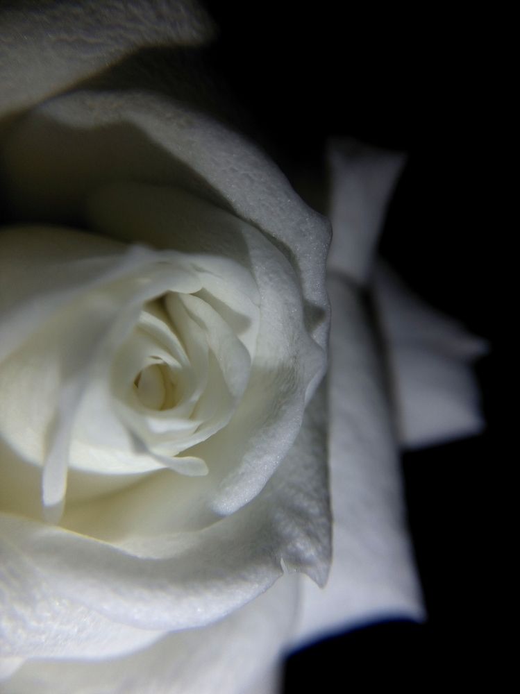 Purity