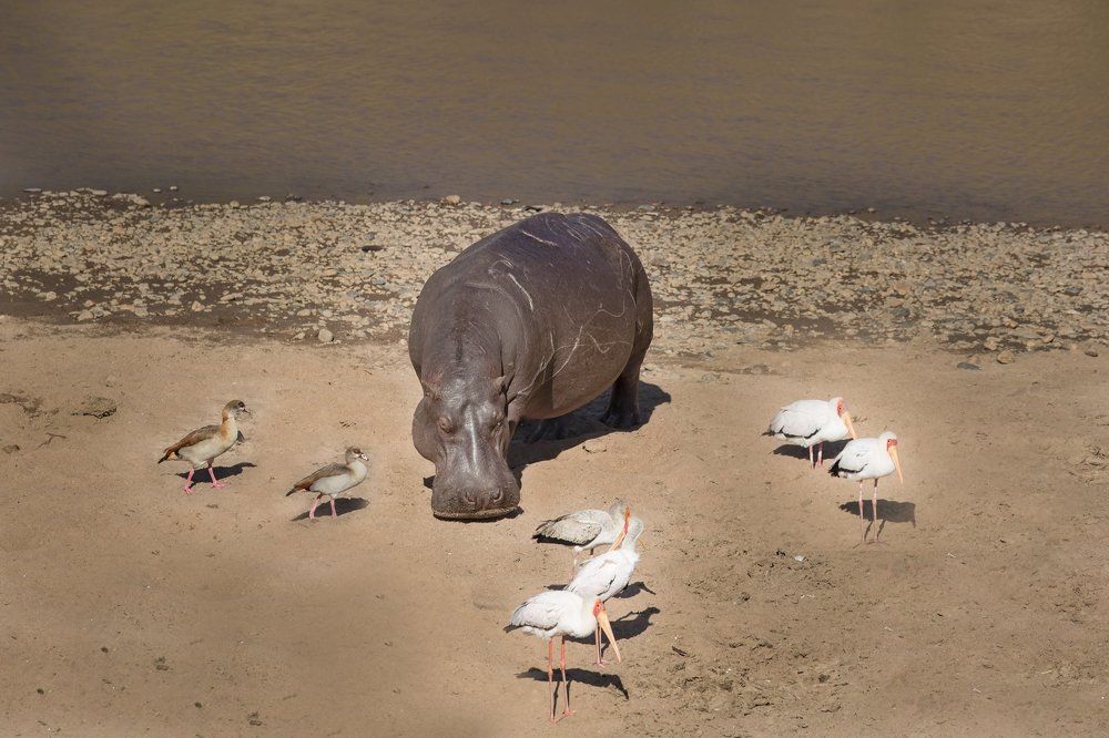 В хорошей компании и прогуляться в удовольствие