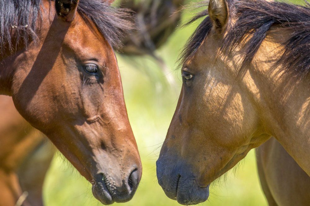 Amor a primera vista