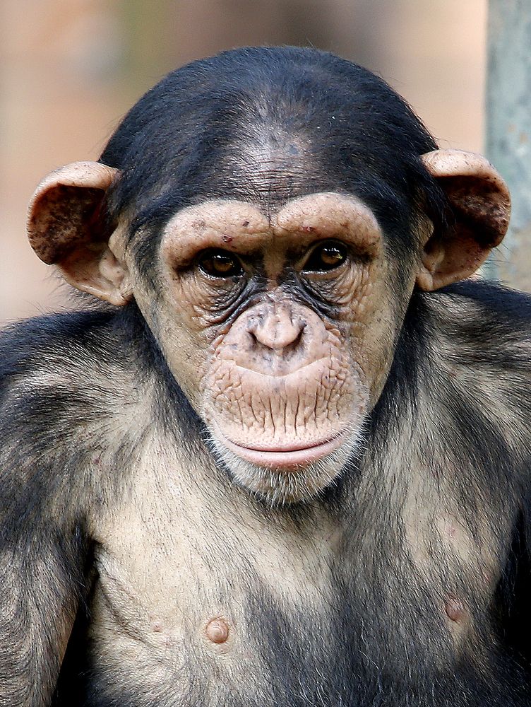 Chimpanzee sitting on the metal bench at zoo